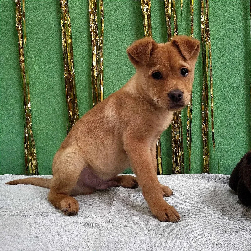 Flounder thumbnail 6