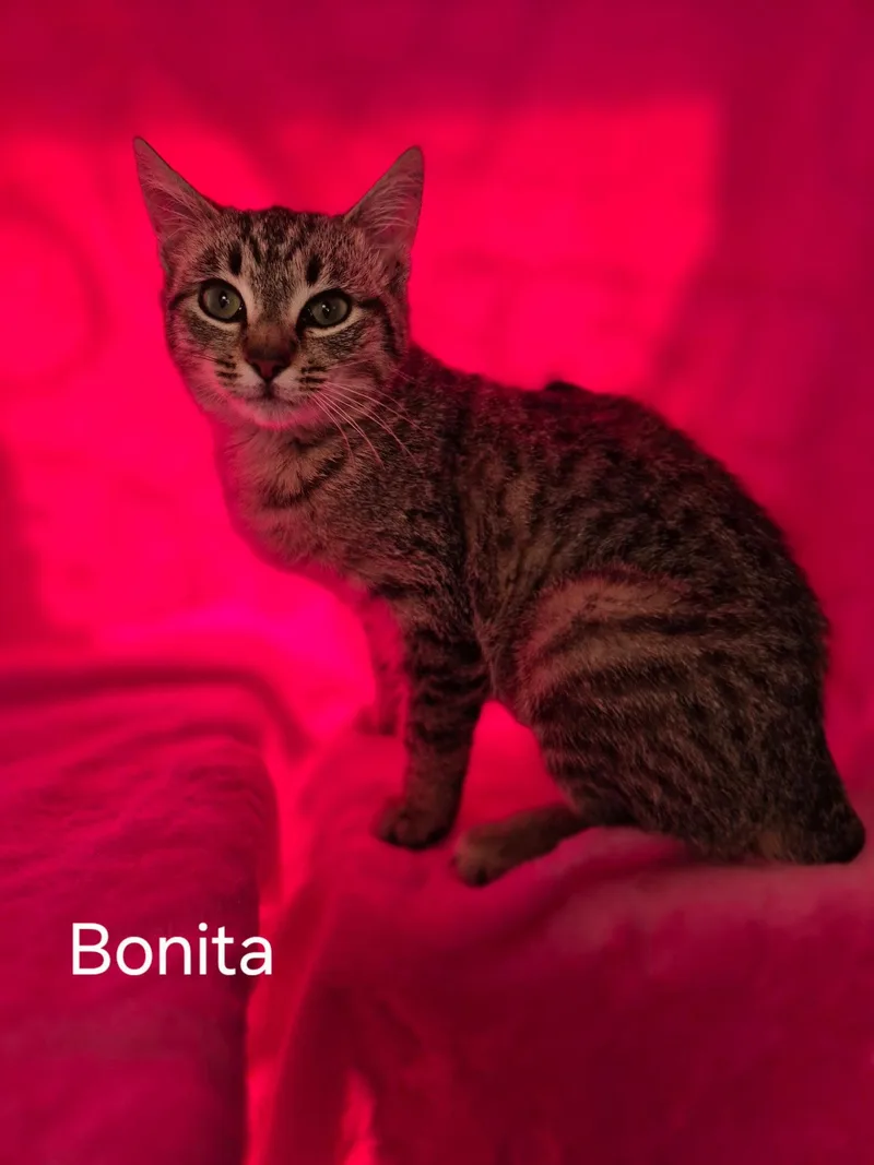 Bonita