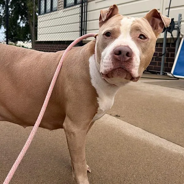An adult medium-sized female Terrier dog named Bella for adoption in Des Moines, IA