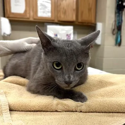 An adult large-sized female Domestic Short Hair cat named Bluey for adoption in Hamilton, NJ