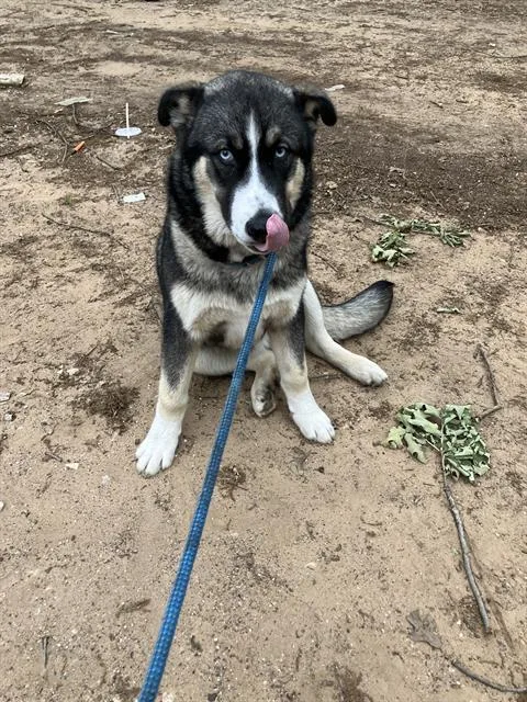 A young large-sized male Mixed Breed dog named Chicle for adoption in Dallas, TX