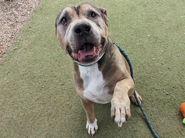 A senior large-sized male Pit Bull Terrier dog named Samson for adoption in Phoenix, AZ