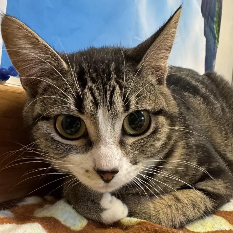A baby medium-sized female Tabby (Buff / Tan / Fawn) Domestic Short Hair cat named Stella for adoption in Amery, WI