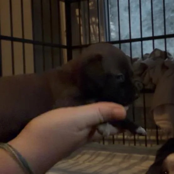 A baby medium-sized female Brown / Chocolate Shih Tzu dog named Wrigley for adoption in Pittsburg, KS