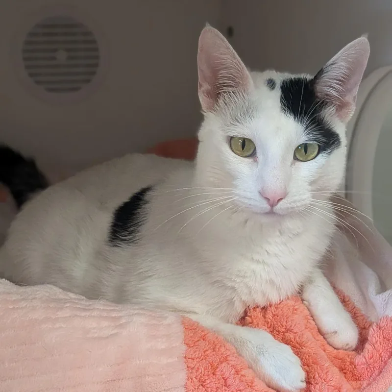 An adult small-sized male White Domestic Short Hair cat named Gunther for adoption in Prairie du Chien, WI