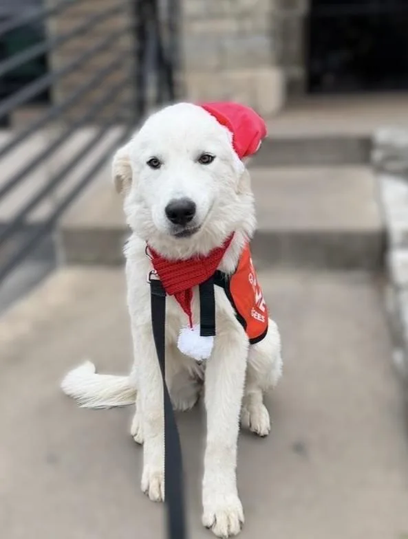 An adult medium-sized male Great Pyrenees dog named Goose for adoption in Austin, TX
