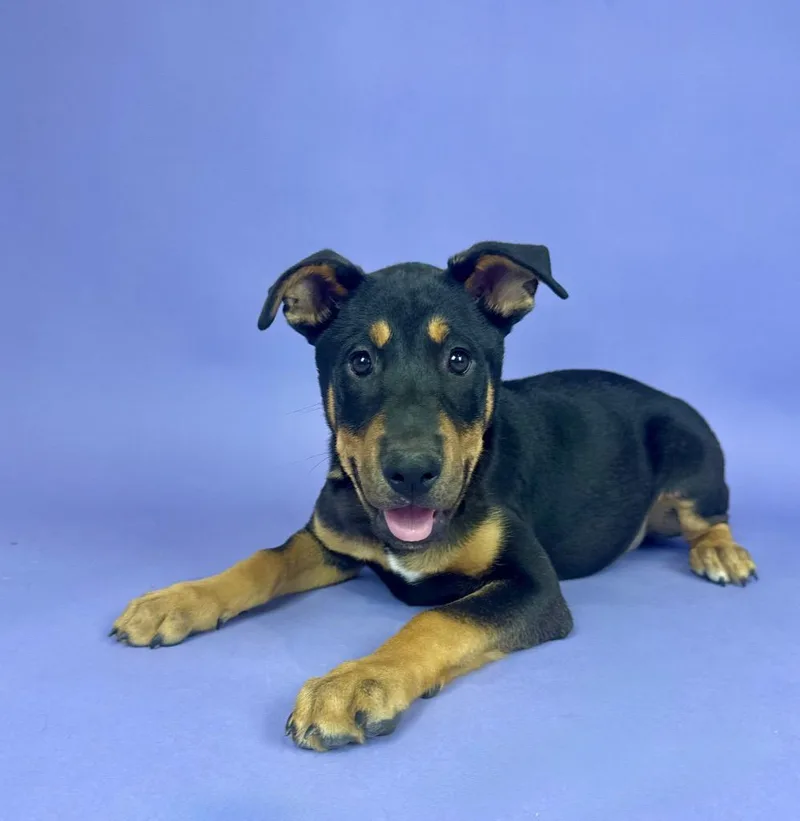 A young large-sized male Bicolor German Shepherd Dog dog named Padre for adoption in Alvin, TX