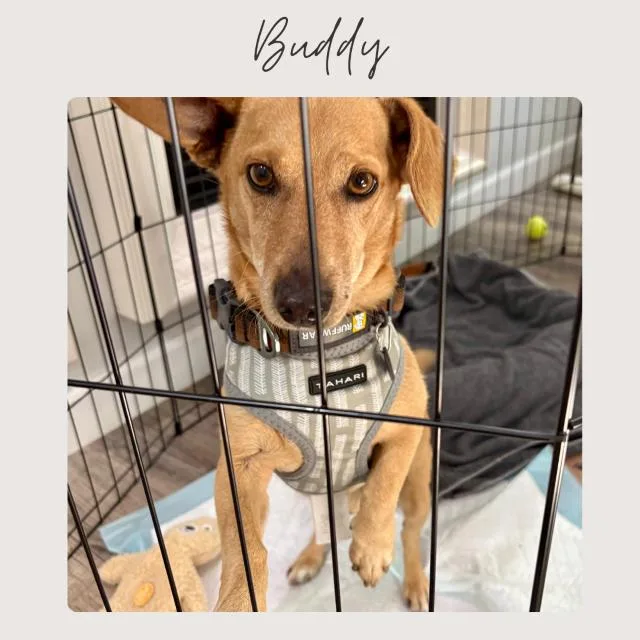 Buddy