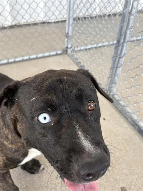 A young large-sized male German Shepherd Dog dog named Miester for adoption in Bakersfield, CA