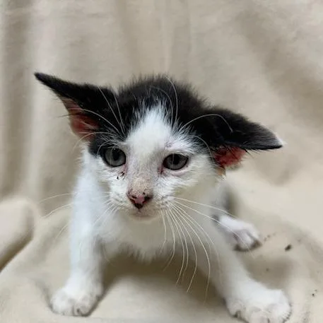 A young small-sized female Black Domestic Short Hair cat named Milky Way for adoption in Donalsonville, GA