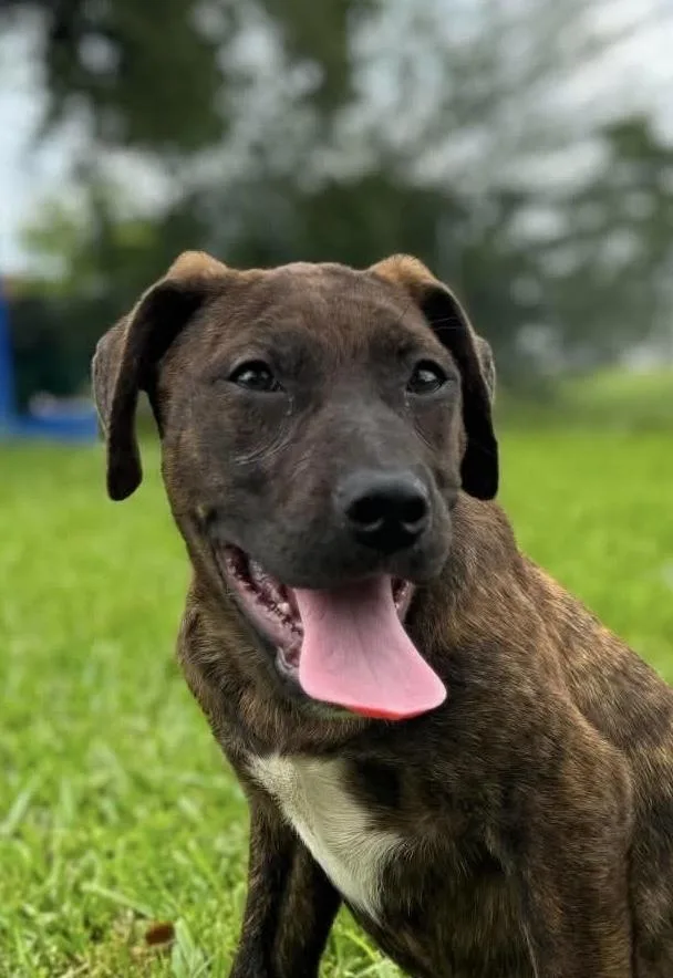 A baby medium-sized male Brindle Pit Bull Terrier dog named Yoyo for adoption in Syracuse, NY
