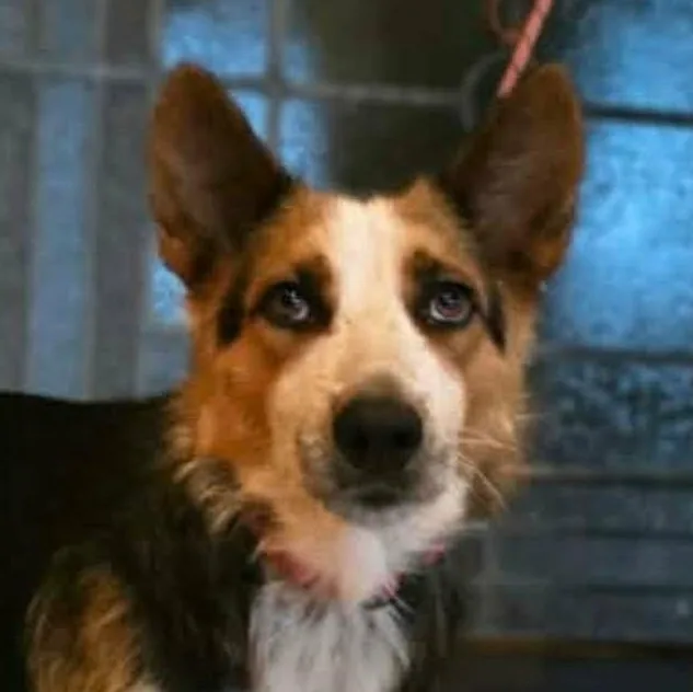 A young medium-sized female Tricolor (Brown, Black, & White) Australian Kelpie dog named Luna for adoption in Boerne, TX