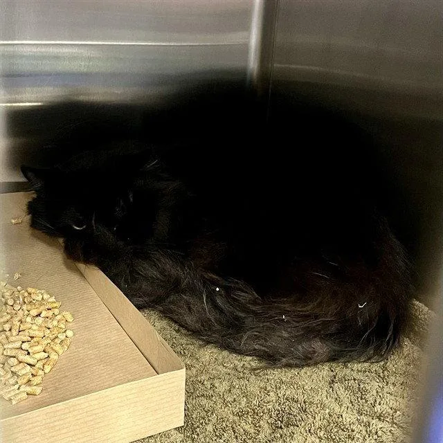 An adult large-sized male Black Domestic Long Hair cat named Sebastian for adoption in Tavares, FL