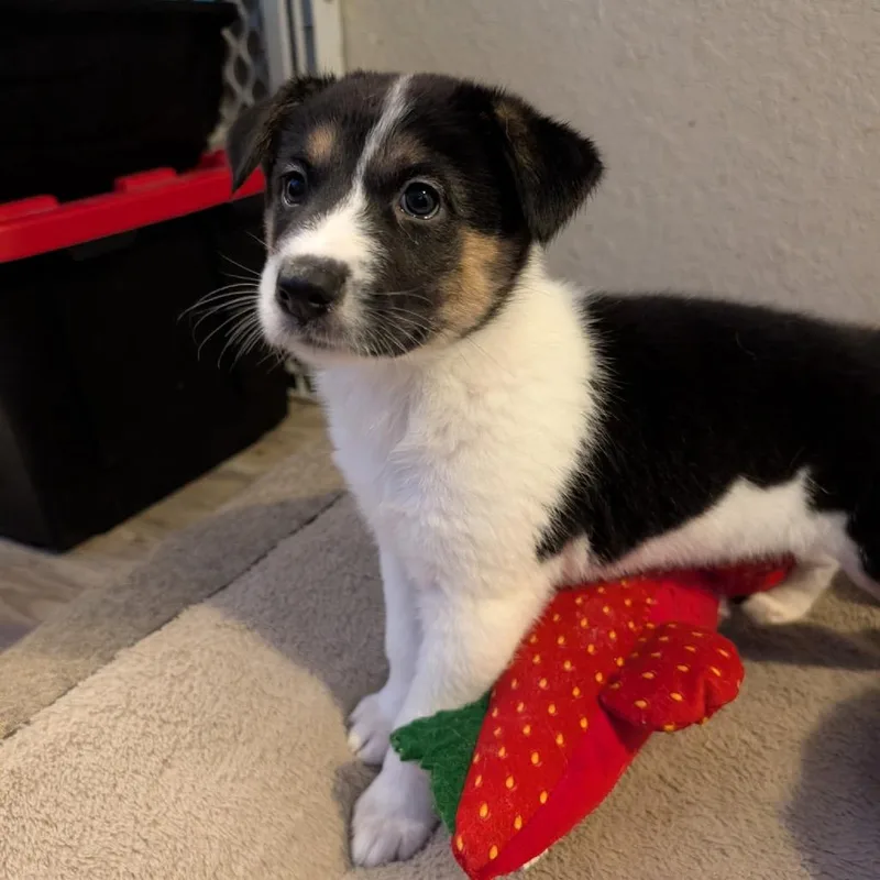 Pepper