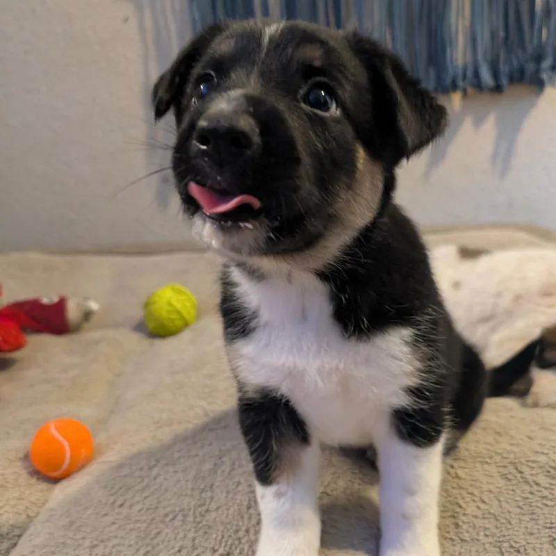 Pepper thumbnail 2