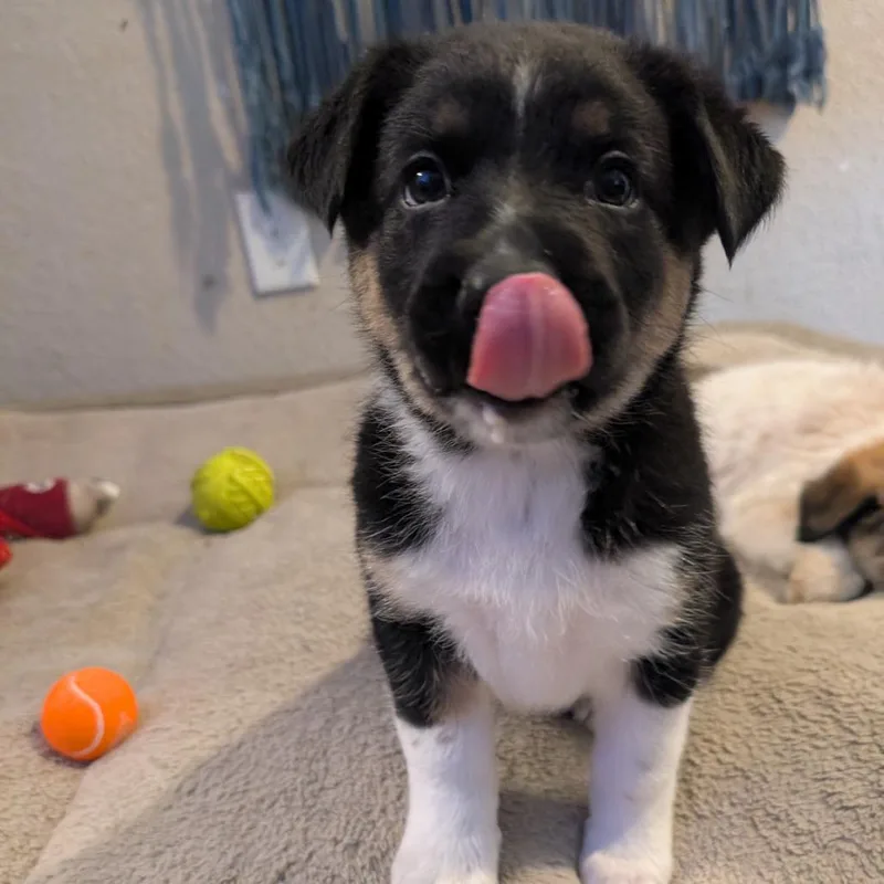 Pepper thumbnail 3