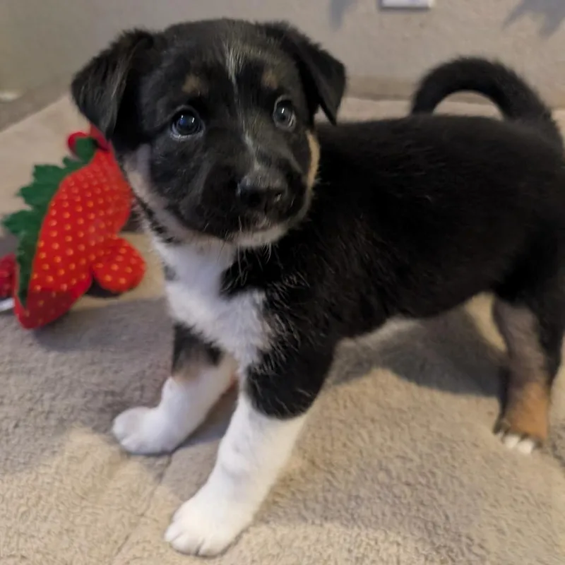 Pepper thumbnail 4
