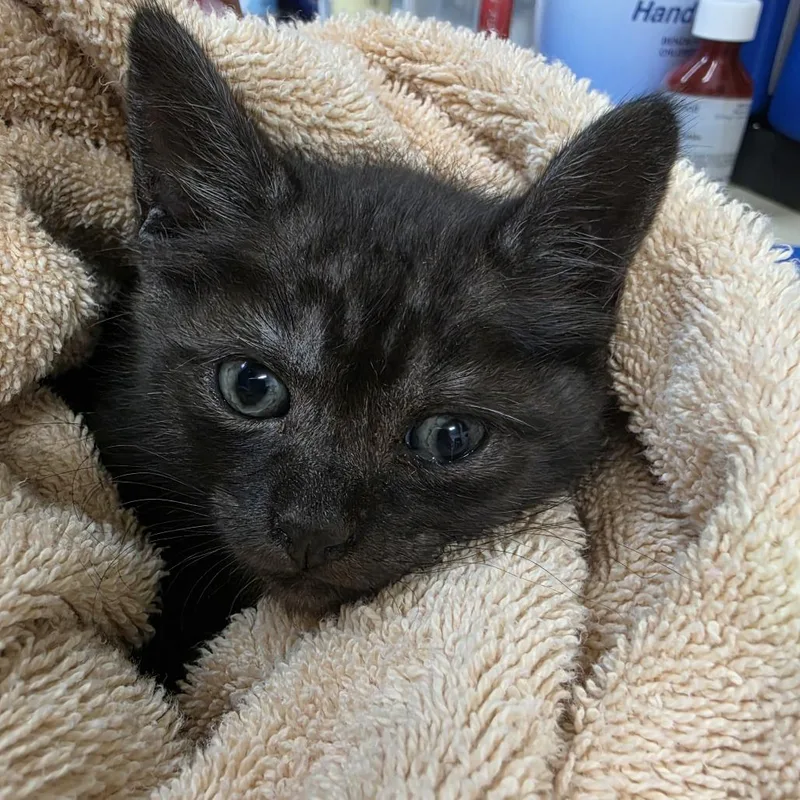 A baby small-sized male Black Domestic Short Hair cat named Waldo for adoption in Ardmore, OK