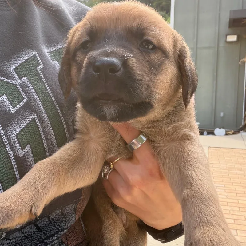 A baby medium-sized male Yellow / Tan / Blond / Fawn Mixed Breed dog named Tator for adoption in Red House, WV