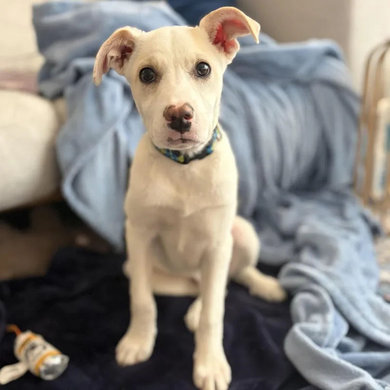 Possum D thumbnail 2