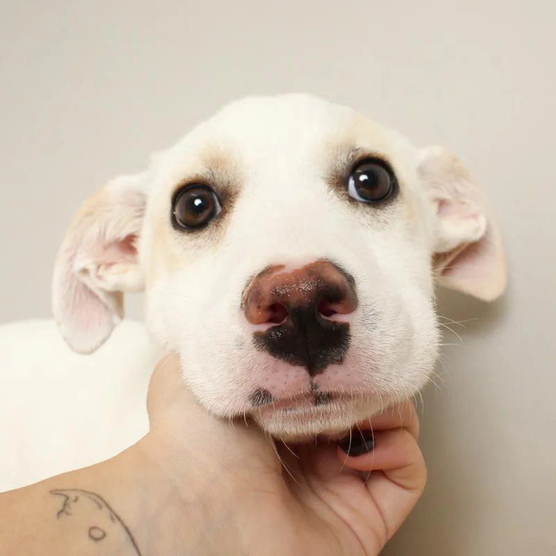 Possum D thumbnail 3