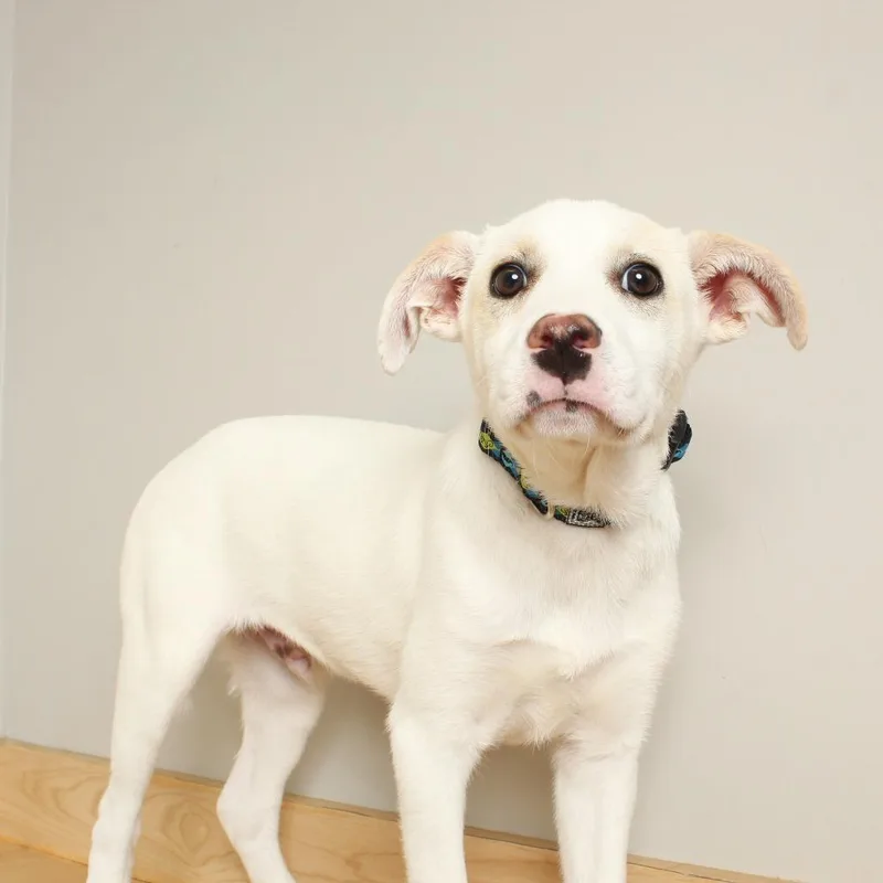 Possum D thumbnail 4