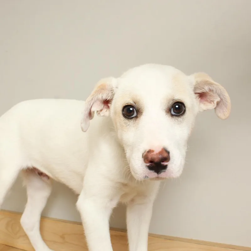 Possum D thumbnail 5