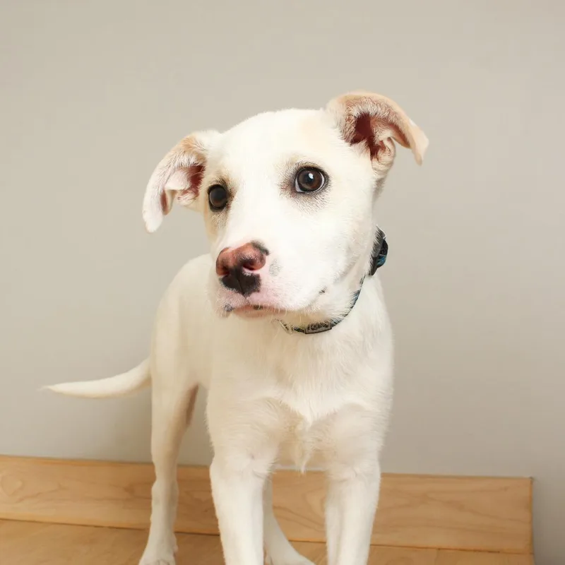 Possum D thumbnail 6