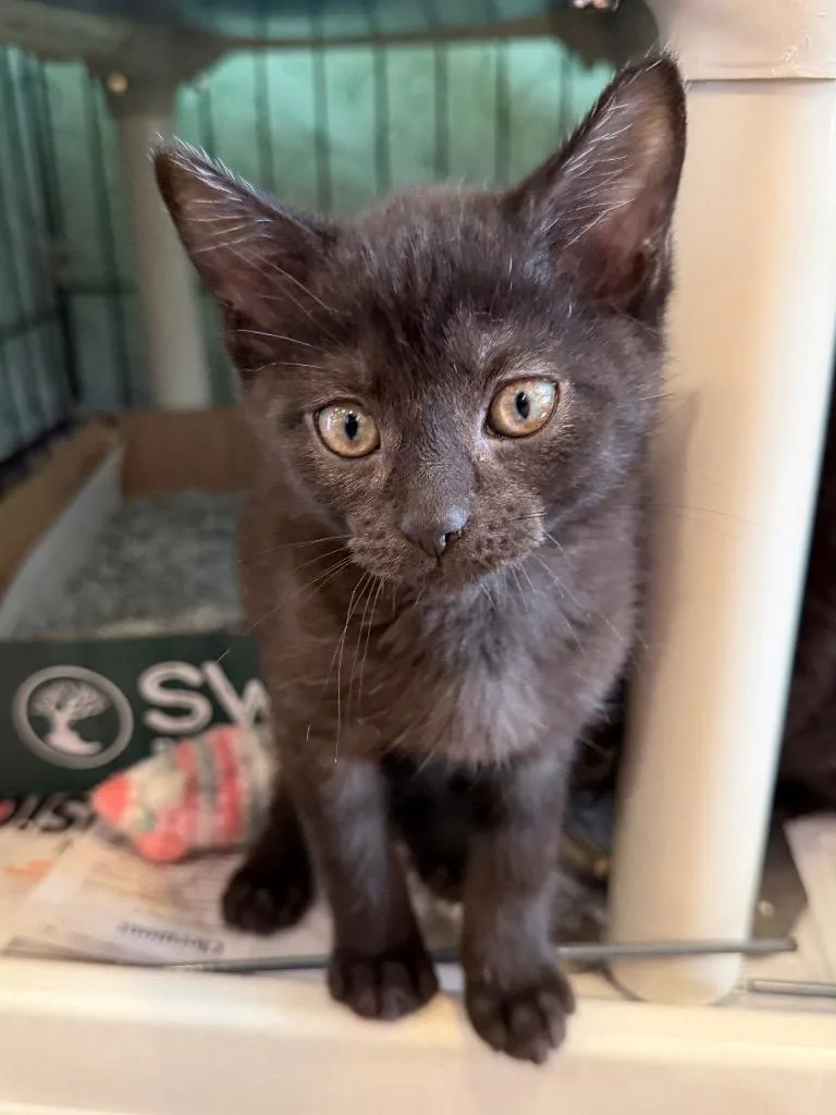 A baby medium-sized male Domestic Short Hair cat named The Burger King for adoption in Cincinnati, OH
