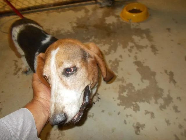 A senior medium-sized male Basset Hound dog named Forest Lake Circle Greatfall for adoption in Winnsboro, SC