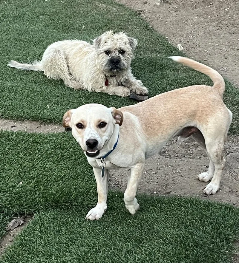 An adult medium-sized male Chihuahua dog named BUDDY the best kisser for adoption in Pomona, CA