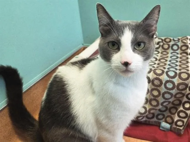 An adult small-sized male Domestic Short Hair cat named Buster for adoption in Martinez, CA