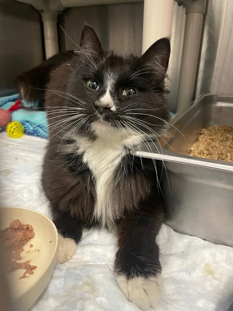 An adult medium-sized female Black Domestic Medium Hair cat named Socks for adoption in Calhoun, KY