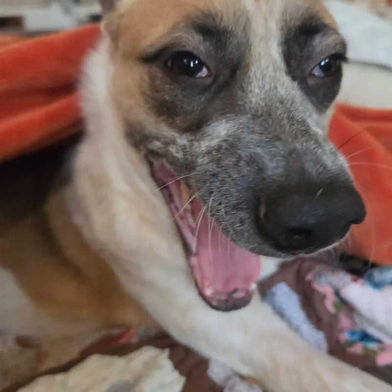 An adult medium-sized female Mixed Breed dog named Willow Courtesy Listing for adoption in Polson, MT