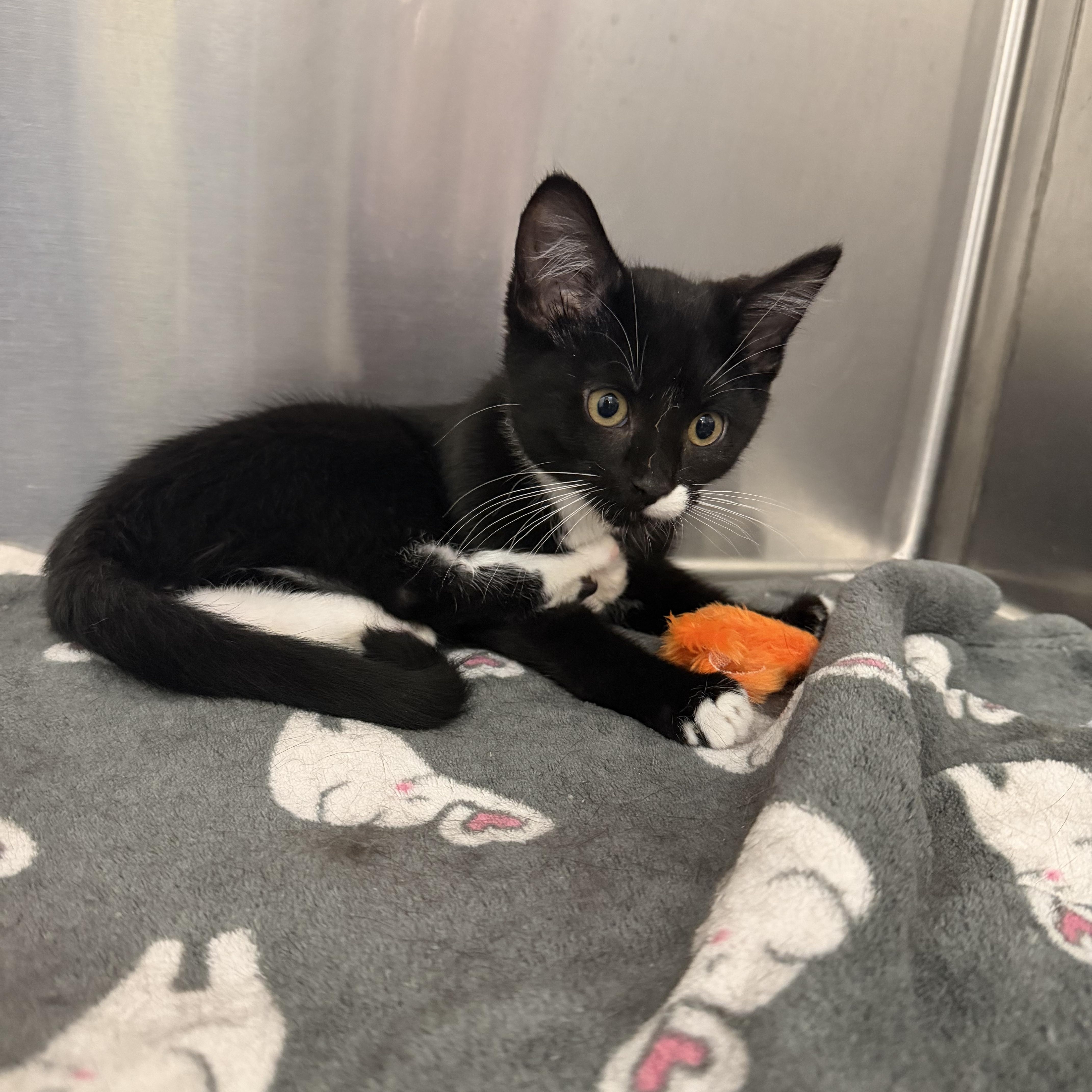A baby medium-sized male Tuxedo cat named Flip Flop for adoption in Peoria, IL