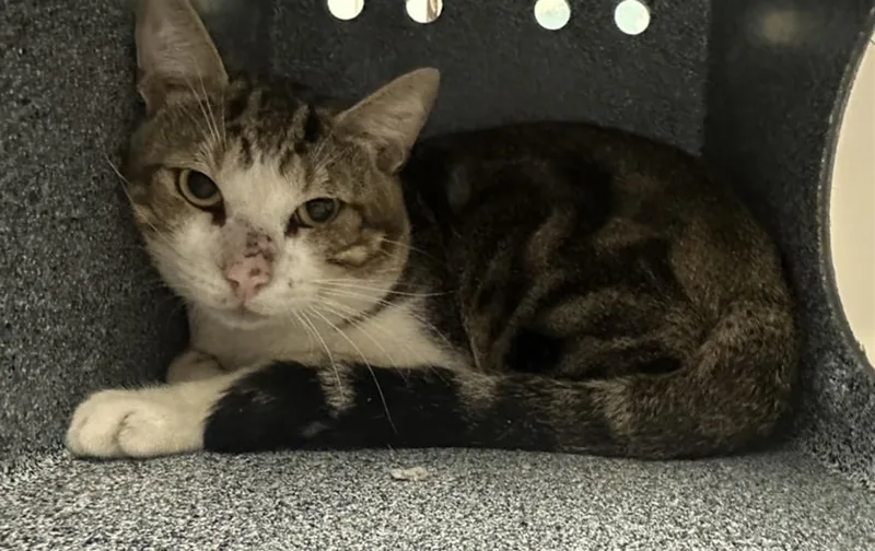 A young medium-sized male Domestic Short Hair cat named William for adoption in Houston, TX