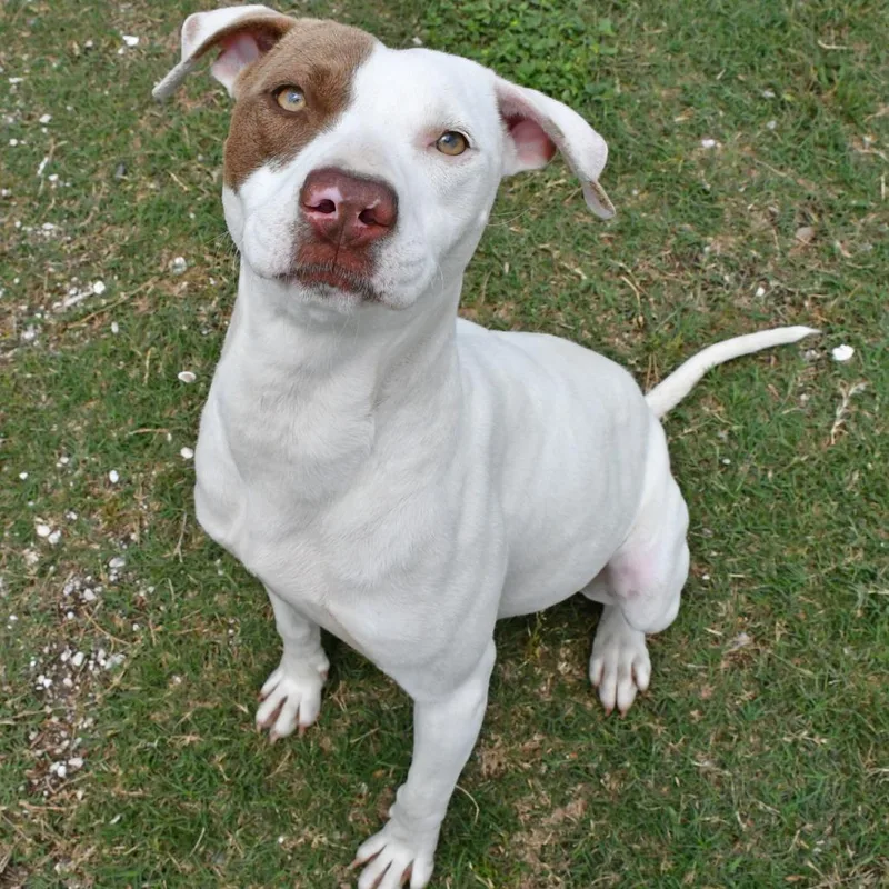 A young medium-sized female White / Cream Pit Bull Terrier dog named Petal for adoption in Beaumont, TX