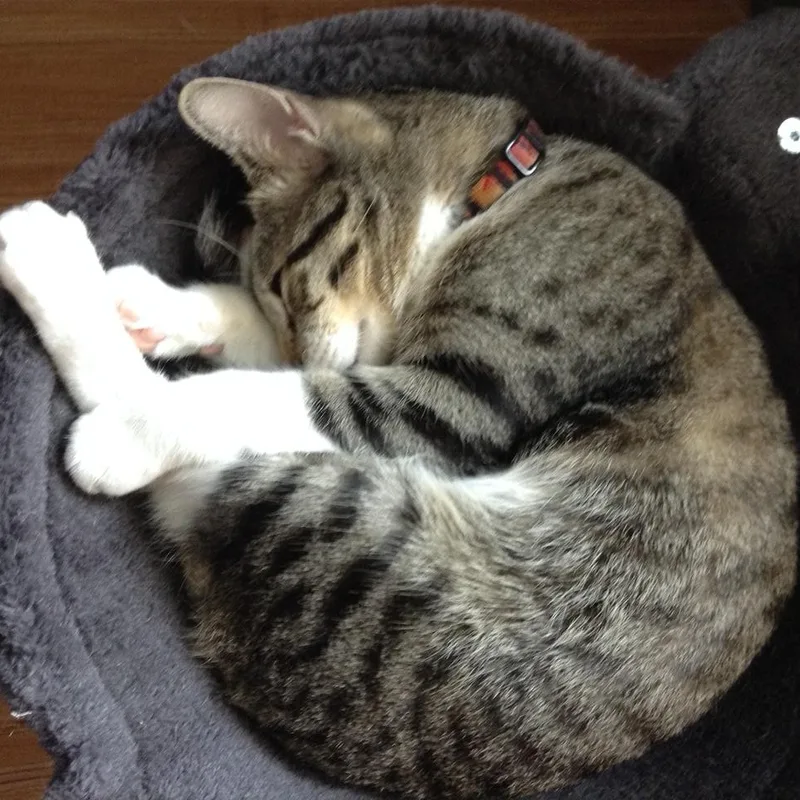 An adult medium-sized male Tabby (Brown / Chocolate) Tabby cat named Charlie for adoption in Laguna Woods, CA