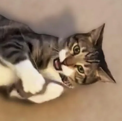 Charlie thumbnail 3
