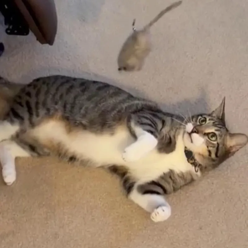 Charlie thumbnail 5