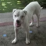 An adult medium-sized male White / Cream American Staffordshire Terrier dog named Sammy for adoption in Houston, TX