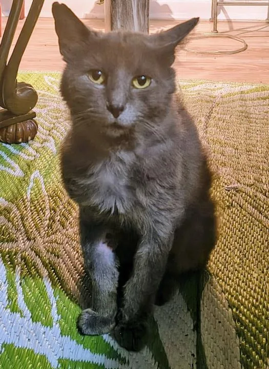 An adult medium-sized male Domestic Medium Hair cat named Greyson for adoption in Dallas, TX