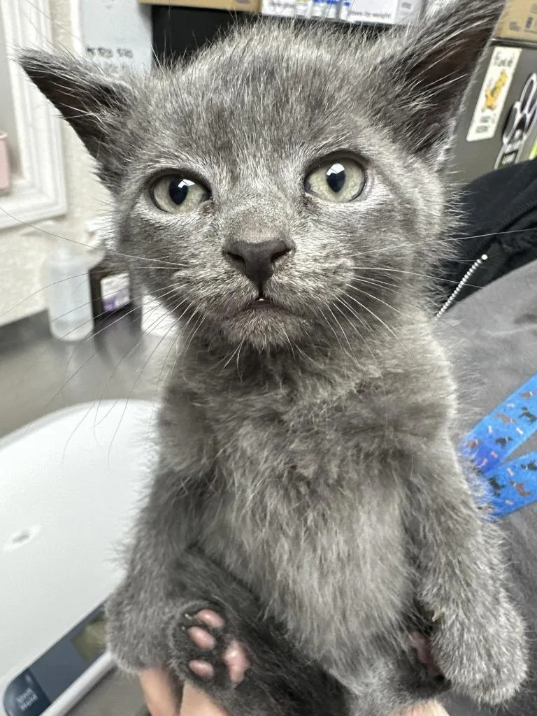 A baby medium-sized male Domestic Short Hair cat named Ash for adoption in Pomona, NY
