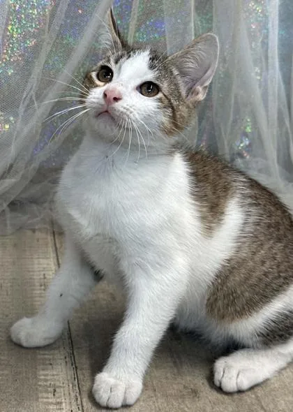An adult small-sized male Domestic Short Hair cat named Count Catula for adoption in Shreveport, LA