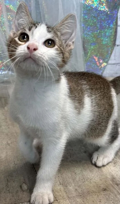 Count Catula thumbnail 2