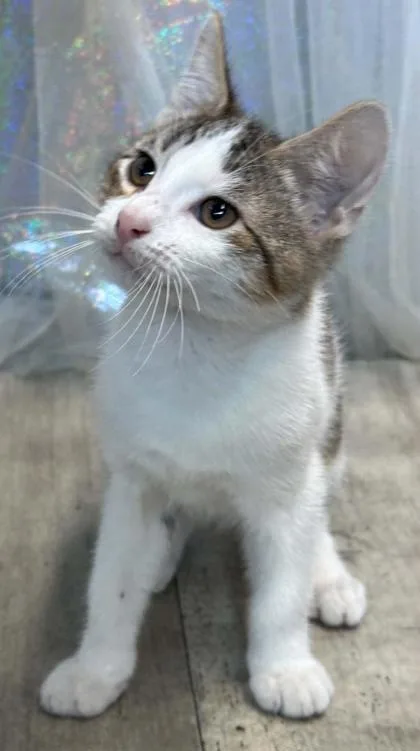 Count Catula thumbnail 3