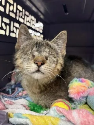 A baby small-sized female Domestic Short Hair cat named Edna for adoption in Westland, MI