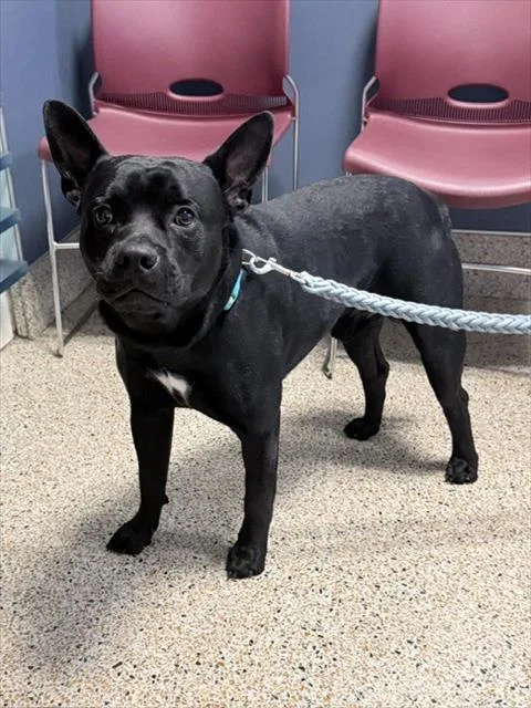 An adult medium-sized male Terrier dog named Bengie for adoption in Miami, FL