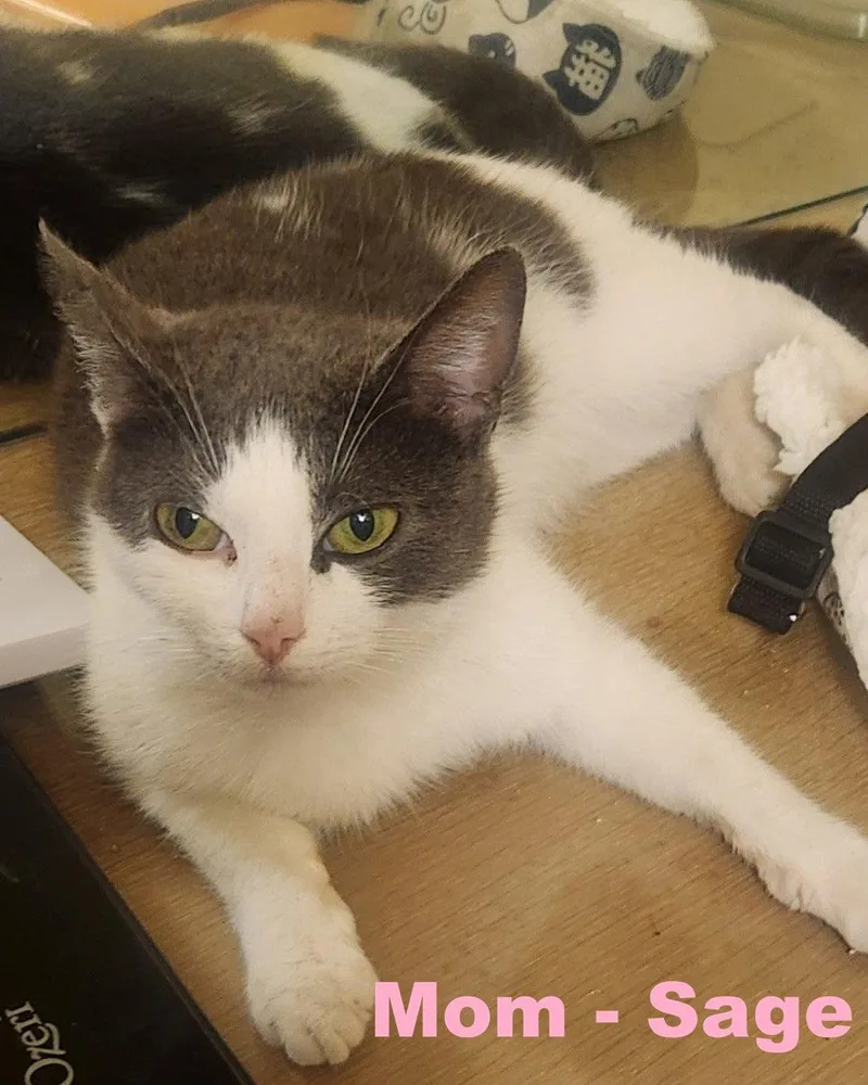 An adult medium-sized female Gray & White Domestic Short Hair cat named Sage for adoption in Blairsville, GA