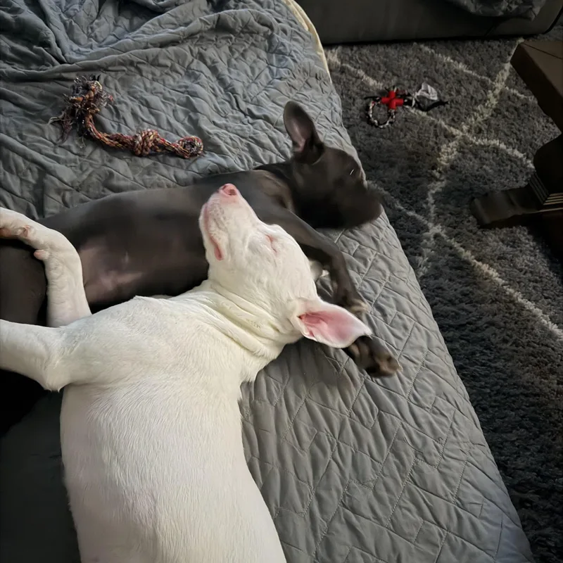 Gracie Pearl & Coco thumbnail 2